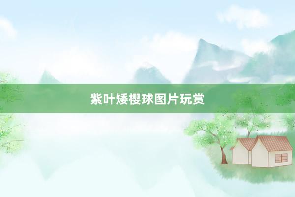 紫叶矮樱球图片玩赏